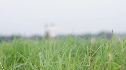 Green grass field in Foreground with Blur People Walking in Background Stock Footage 128631707