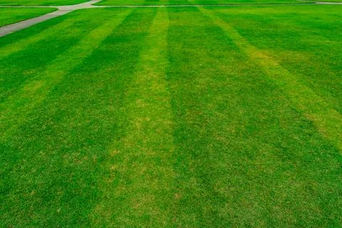 Green grass field with line pattern texture background and walkway Stock Photos