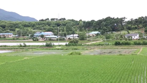 Green grass field in mountain	 Stock-Footage 310215970