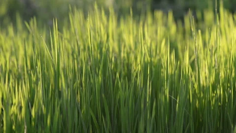 Green grass field moving with wind Stock Footage 99754746