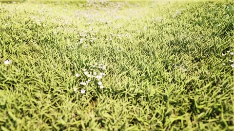 Green grass field nature bg lawn Stock Footage 329475675