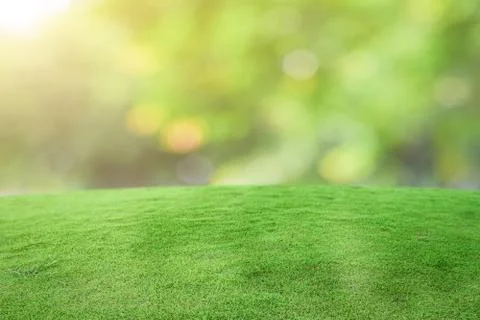 Green grass field over bokeh nature background. Stock Photos