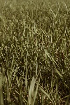 Green grass field pattern. Minimal natural background. Stock Photos