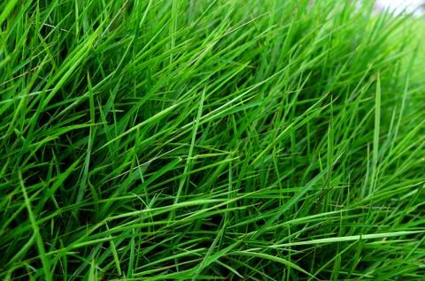 Green grass field pattern Stock Photos