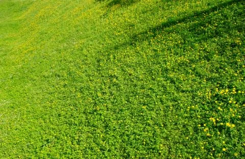 Green grass field Stock Photos