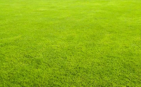 Green grass field Stock Photos