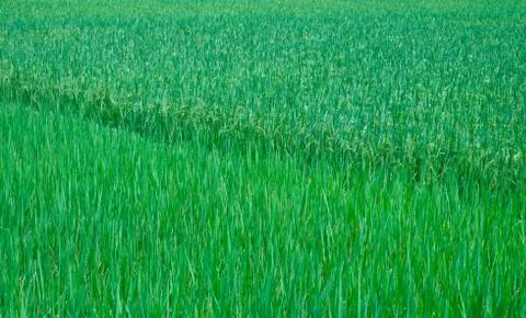 Green grass on field Stock Photos