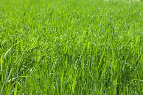 Green grass field Stock Photos