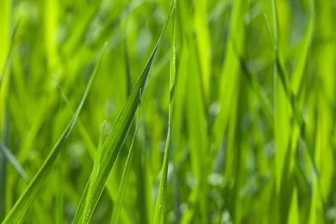 Green grass field Stock Photos