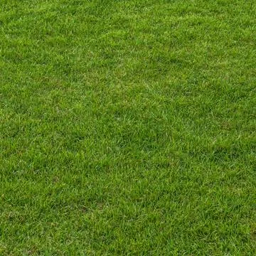 Green grass field Foto stock