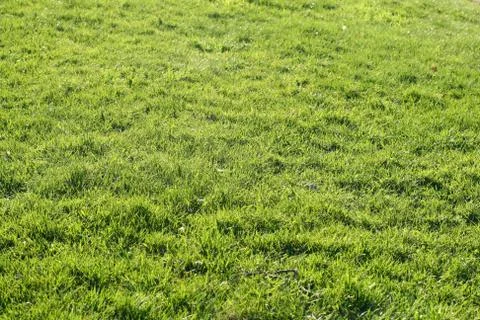 Green grass field Stock Photos