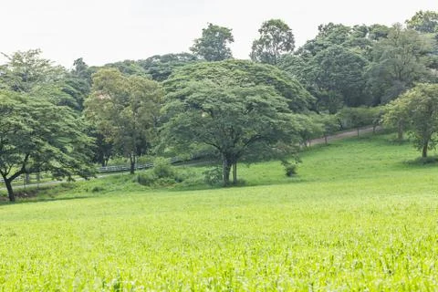 Green grass field Stock Photos