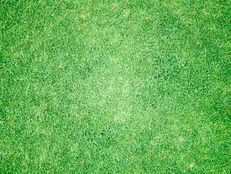 Green grass field Stock Photos