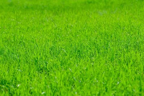 Green grass field 스톡 사진