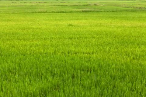 Green grass field Stock Photos