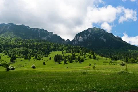 Green grass field Stock Photos
