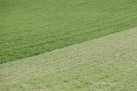 Green grass in the field Stock Photos