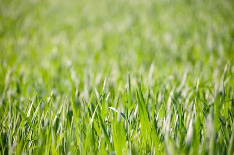Green grass field Stock Photos