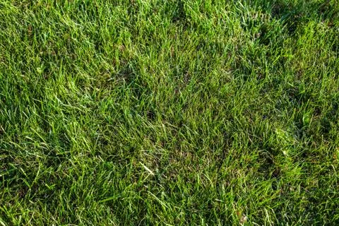 Green grass field Stock Photos