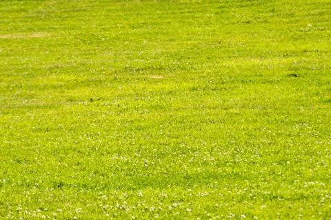 Green grass field Stock Photos