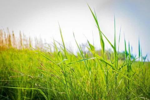 Green grass, field. Stock Photos