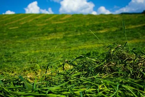 Green grass field Stock Photos