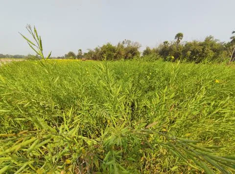 Green Grass field Stock Photos