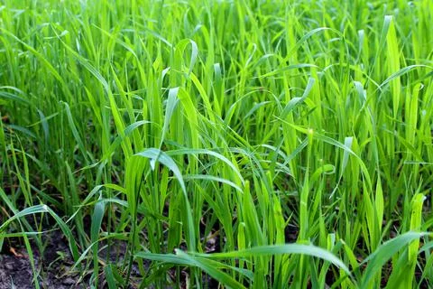 Green grass in the field Stock Photos