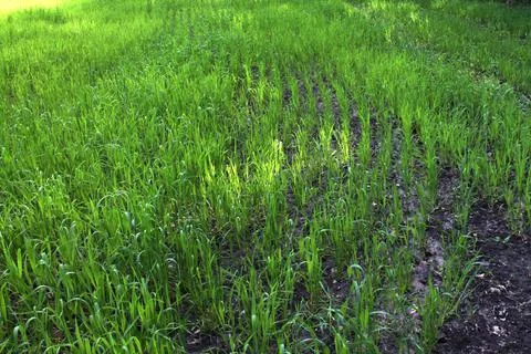 Green grass in the field Stock Photos