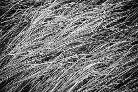 Green grass in the field Stock Photos
