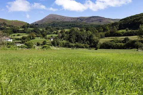 Green grass field Stock Photos
