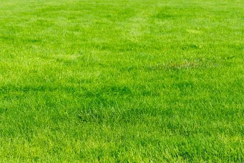 Green Grass Field Stock Photos