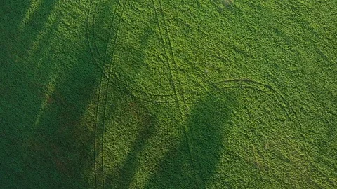 Green grass field reverse aerial crane shot. Stock Footage 95952496