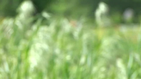 Sharpness Change Stock Footage ~ Royalty Free Stock Videos | Pond5