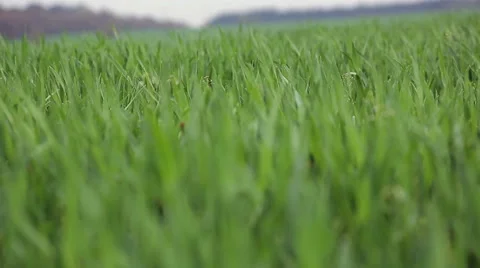 Green grass field sliding from down to up Stock Footage 62206041