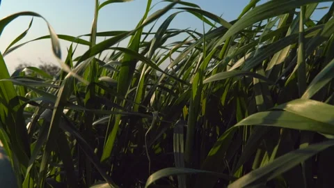 Green grass field at sunset in Cilento Video stock 255727504
