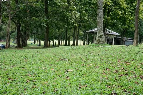 Green Grass Field Surrounded by Trees with Distant Buildings Stock Photos