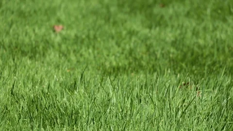 Green Grass Field Swaying in the Wind Close Up Video stock 341926388