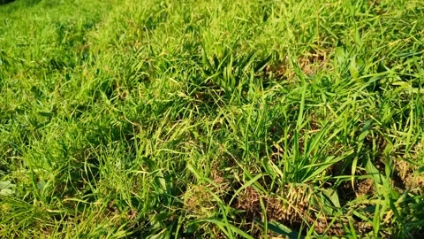 Green grass field swaying in the wind on a sunny day Stock Footage 346773562