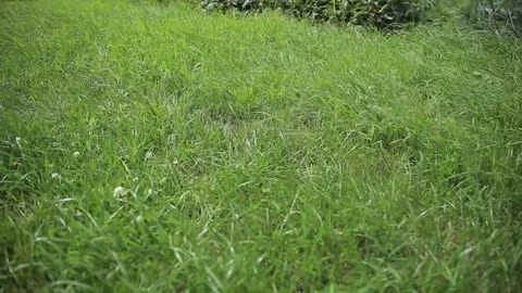 The green grass in the field sways in the wind. Stock Footage