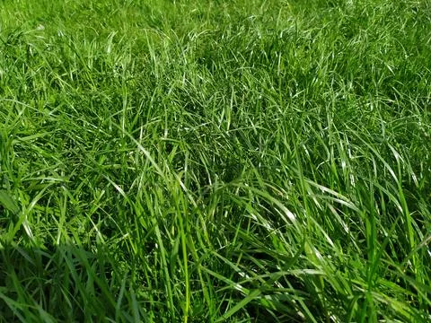 Green grass field texture background. Fresh summer lawn meadow Stock Photos