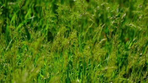 Green Grass Field Texture Close Up Background Stock Footage 333585162