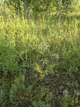 Green grass field texture growing outdoors in sunny summer day Stock Photos