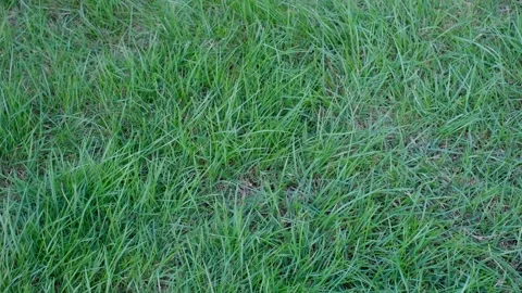 Green grass field top view, natural background and texture. Stock Footage 315197363