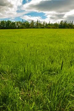 Green grass field under dramatic cloudy sky Stock Photos