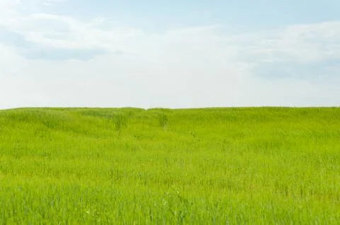 Green grass field under light blue sky 스톡 사진