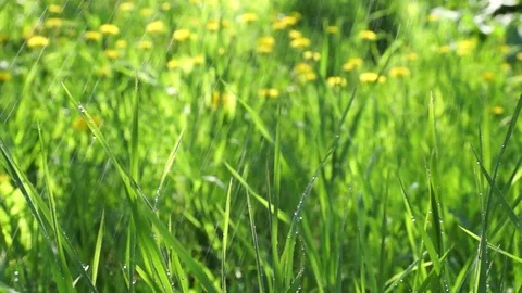 Green grass field under summer rain Stock Footage 90308125