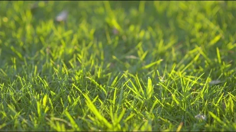 Green grass field under sunlight Stock Footage 76132743