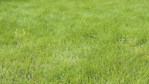 Green grass field under sunlight with clear skies above. Stock Footage 338448013