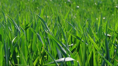 Green grass field under wind blast, young wheat close-up Stock Footage 108560273